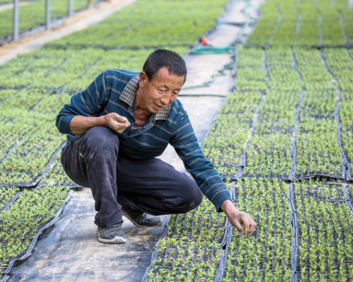 柳林:人勤春来早 奏响“椒”响曲